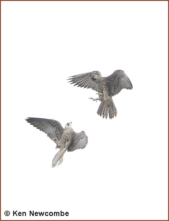 Peregrine Falcons